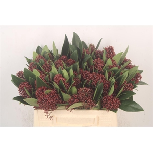 Skimmia Rubella Red Bunch