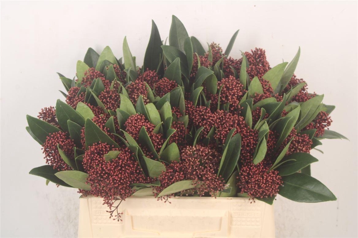 <h4>Skimmia Rubella Red Bunch</h4>