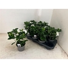 Gardenia Jasminoides