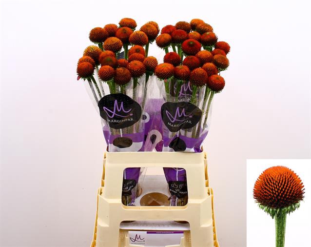 ECHI PURPUREA