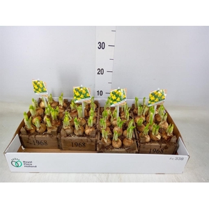 Arr.  Narcissus Tete Tete L%