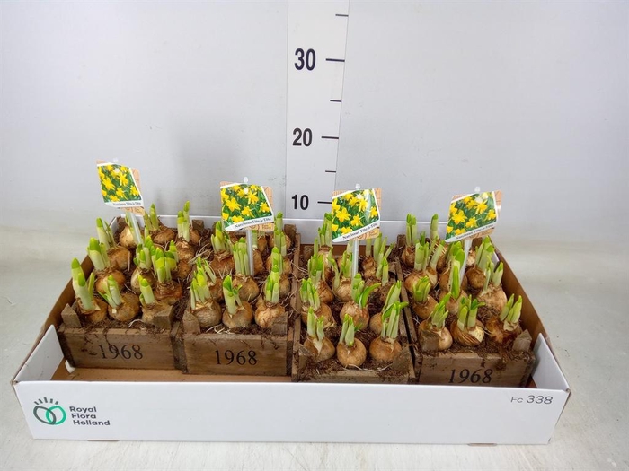 <h4>Arr.  Narcissus Tete Tete L%</h4>