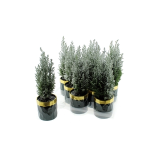 Chamaecyparis law. Ellwoodii 10Ø 28cm