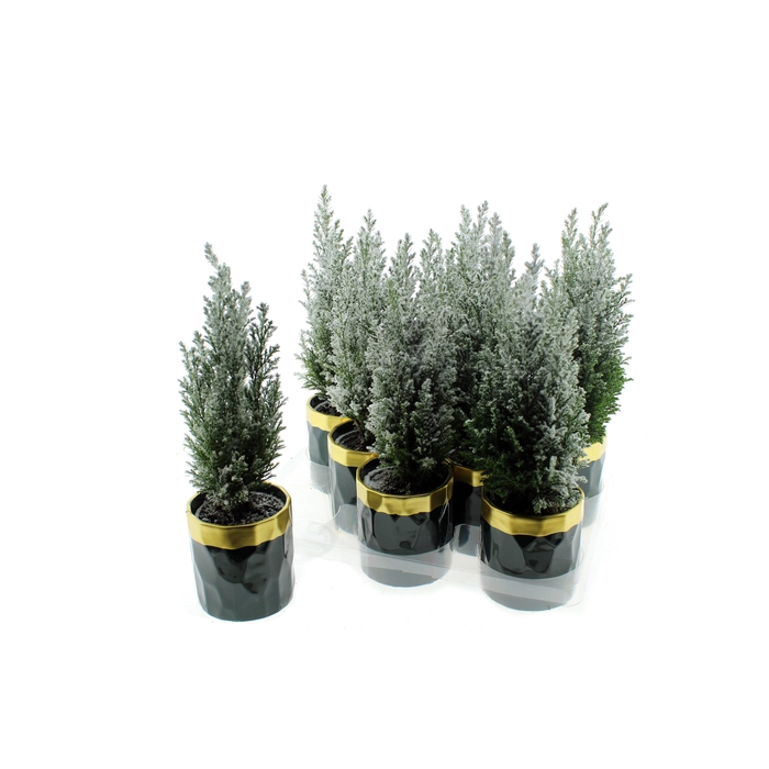 <h4>Chamaecyparis law. Ellwoodii 10Ø 28cm</h4>