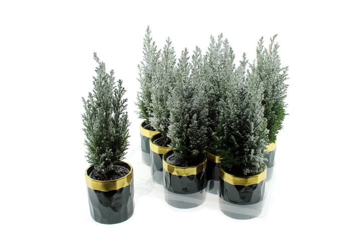 Chamaecyparis law. Ellwoodii 10Ø 28cm