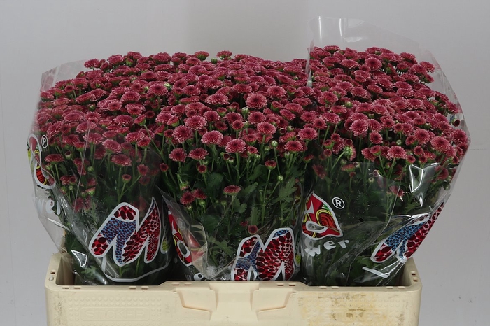 <h4>Sant Mad Cherry Tyolo</h4>