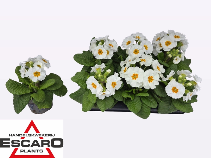 <h4>PRIM EL SIBEL WEISS</h4>