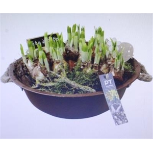 8528 Zink Roest Tete