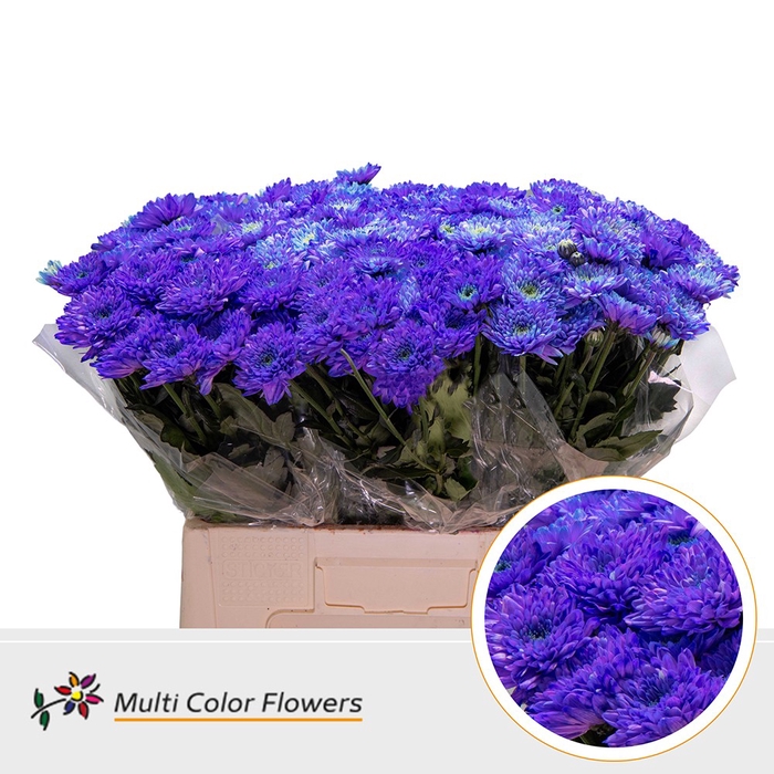 <h4>Chr T Baltica Violet donker</h4>
