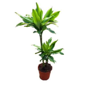 Dracaena overig