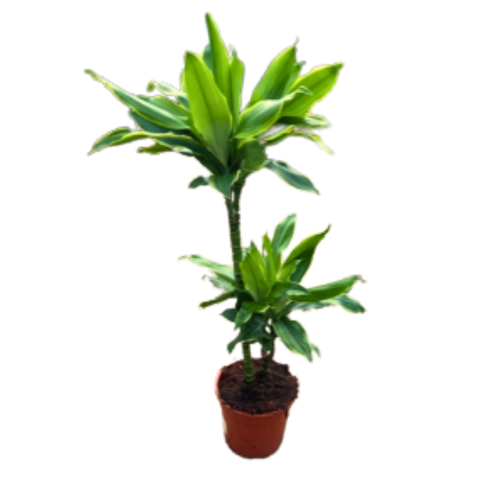 <h4>Dracaena overig</h4>