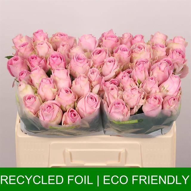 <h4>Rosa large heidi</h4>