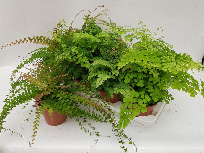 <h4>Adiantum Gemengd</h4>