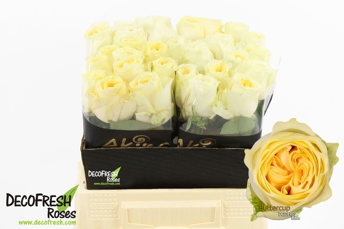 <h4>Rosa large buttercup</h4>