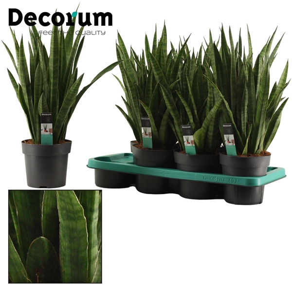 <h4>Sansevieria Javanica 14 cm (Decorum)</h4>