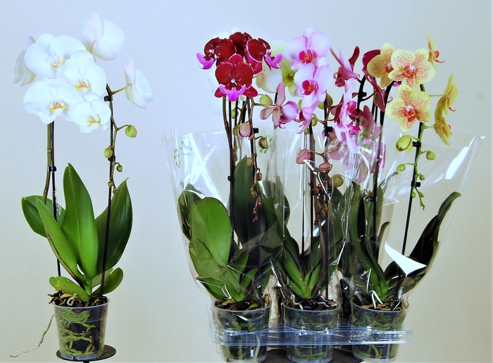 <h4>PHAL EL CASCADE</h4>