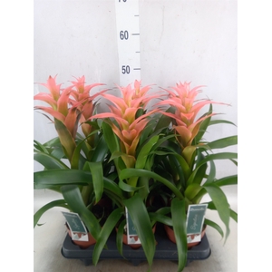Guzmania  'Melissa'