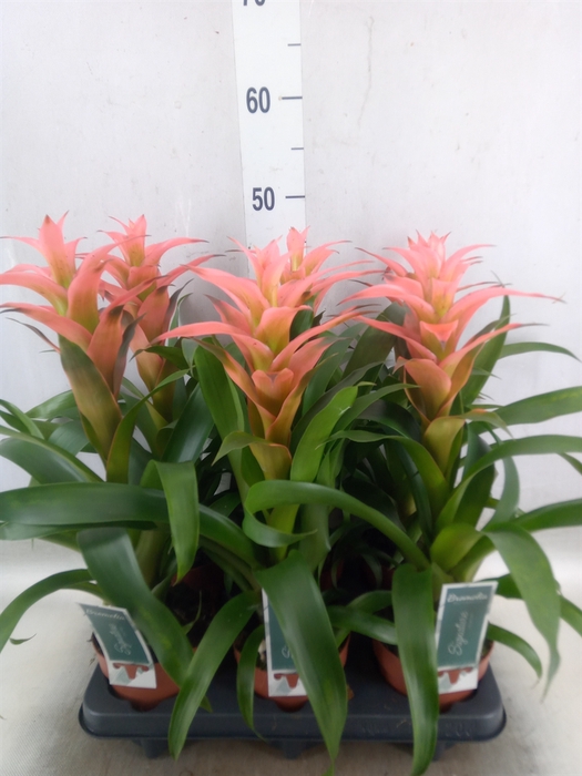 <h4>Guzmania  'Melissa'</h4>