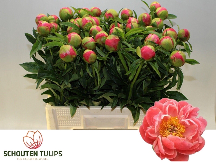 <h4>PAEO  CORAL CHARM</h4>