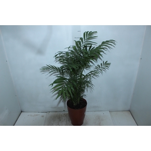 CHAMAEDOREA ELEGANS P17