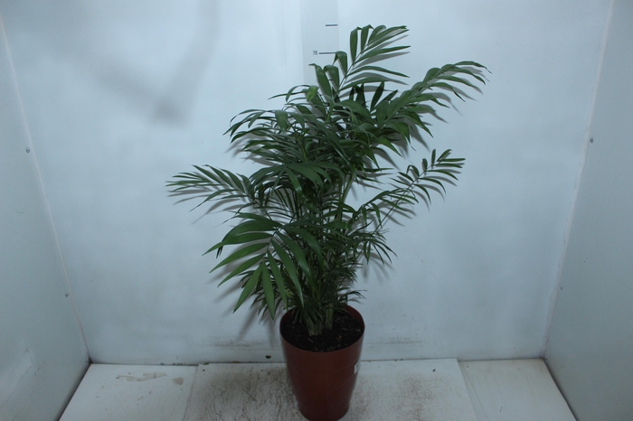 <h4>CHAMAEDOREA ELEGANS P17</h4>