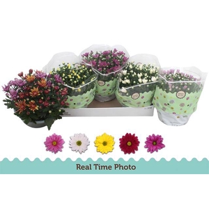 CHRYSANT MIX P23