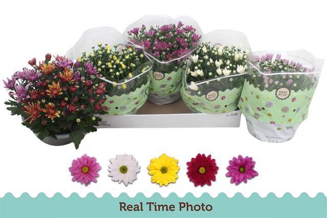 <h4>CHRYSANT MIX P23</h4>