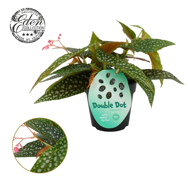 <h4>Begonia cane Double Dot 12cm</h4>