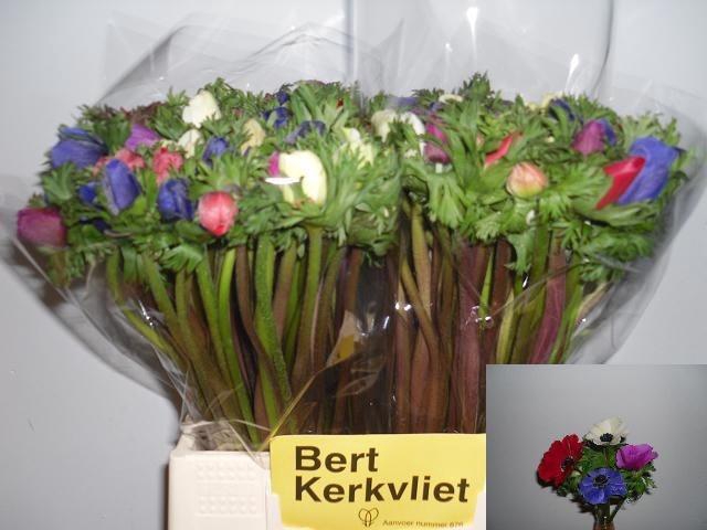 <h4>Anem Co Carmel Gem</h4>