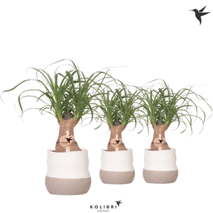 Beaucarnea recurvata