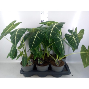 Alocasia   ...