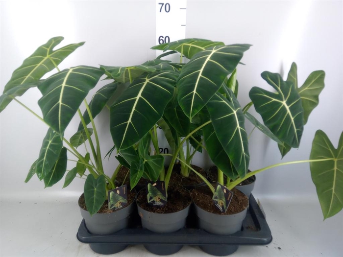 <h4>Alocasia ...</h4>