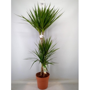 Dracaena marg.