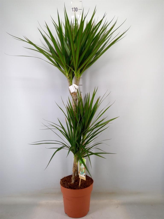 <h4>Dracaena marg.</h4>