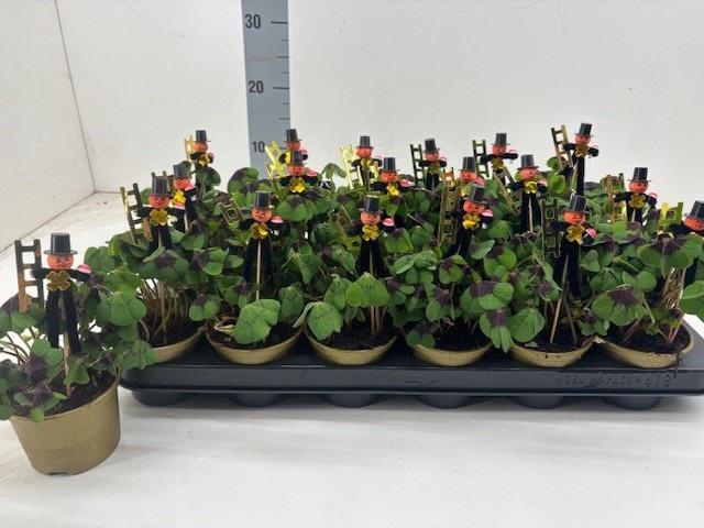 <h4>OXALIS DEPPEI</h4>