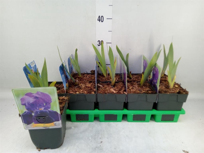 <h4>Iris germanica</h4>