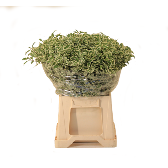 <h4>PITTOSPORUM NIGRA (IT)</h4>