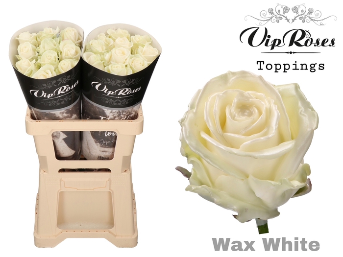 <h4>R Gr Wax White X20</h4>