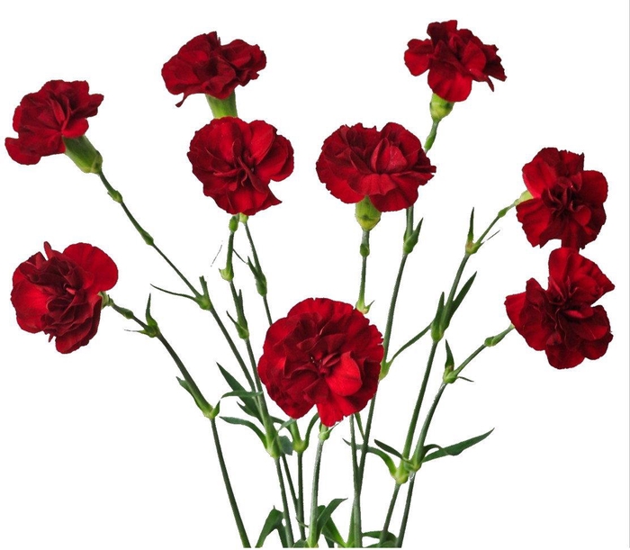 <h4>DI TR CHATEAU</h4>