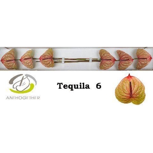 Anthurium Tequila