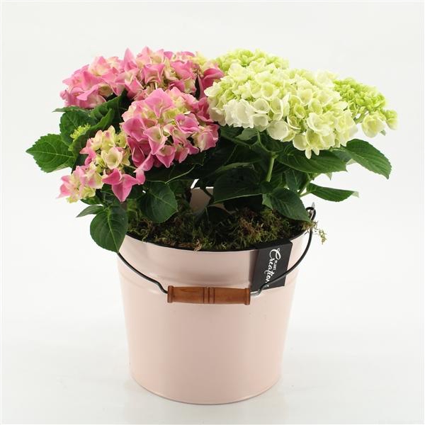 <h4>Arrangementen Hydrangea H%</h4>