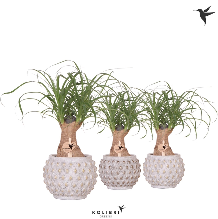<h4>Kolibri Greens Beaucarnea in Marrakesh pot gold copper mix</h4>