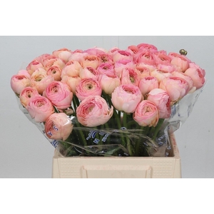 Ranunculus Clooney Venere Extra