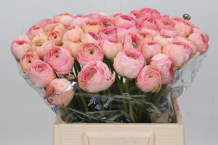 <h4>Ranunculus Clooney Venere Extra</h4>