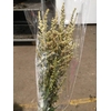 ASTIL (ARENDSII GRP) ERIKA DECOR AS
