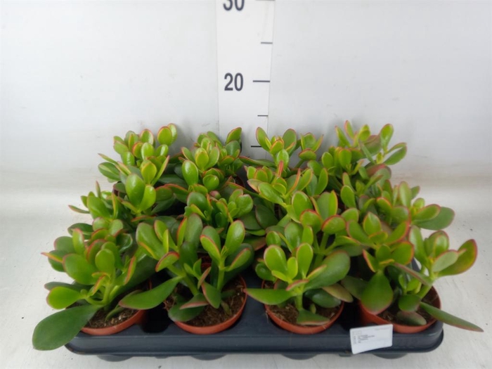 <h4>Crassula ovata 'Sunset'</h4>