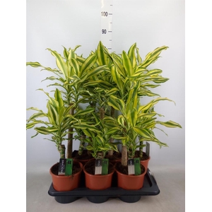 Dracaena frag. 'Yellow Coast'