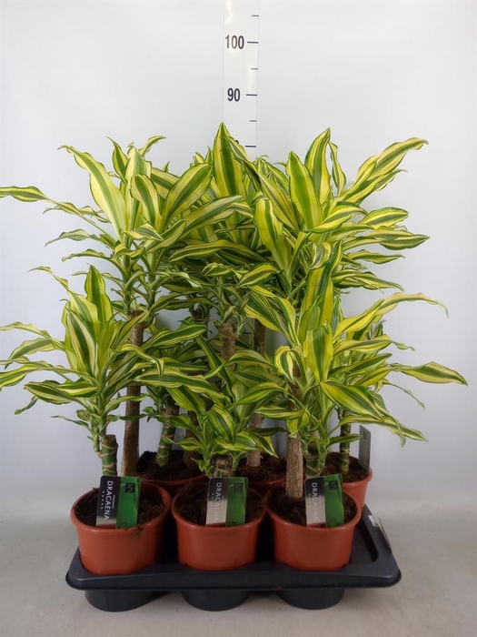 <h4>Dracaena frag. 'Yellow Coast'</h4>