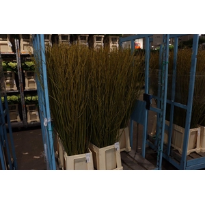 Cornus S Flaviramea Vertakt