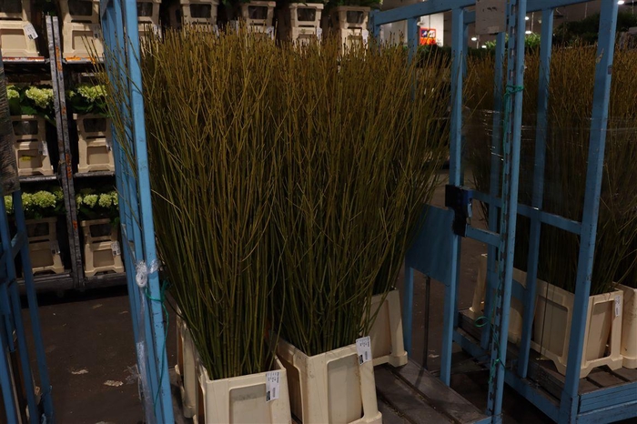 <h4>Cornus S Flaviramea Vertakt</h4>